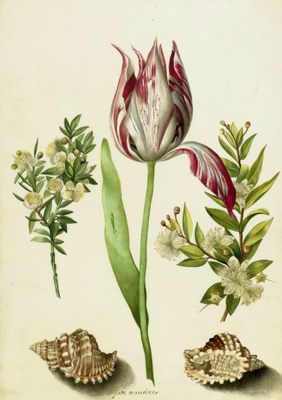 Tulipán, dos ramas de mirto y dos conchas, c.1700 de Maria Sibylla Merian